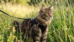 Inte en ensam vandrare: Bör du gå ut med din katt och hur gör man det på rätt sätt